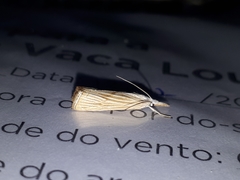 Xanthocrambus delicatellus