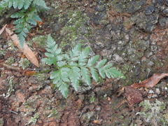 Davallia solida pyxidata