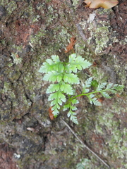Davallia solida pyxidata