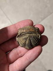 Phacops rana