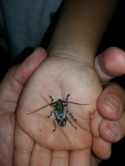 Aegomorphus inquinatus