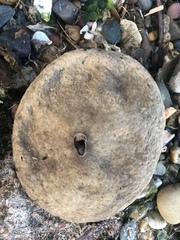 Echinarachnius parma