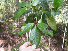 Melicope elleryana