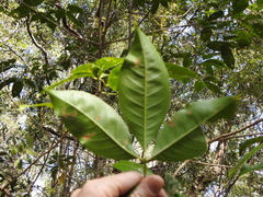 Melicope elleryana
