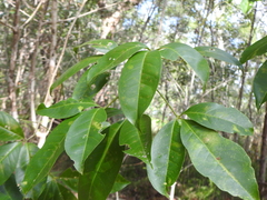 Melicope elleryana