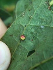 Zopheroteras sphaerula