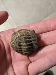 Phacops rana