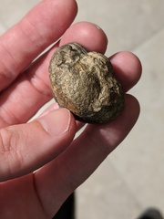 Phacops rana