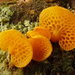 Orange Pore Fungus - Photo (c) Sid Mosdell, some rights reserved (CC BY)