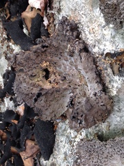 Lasallia pensylvanica