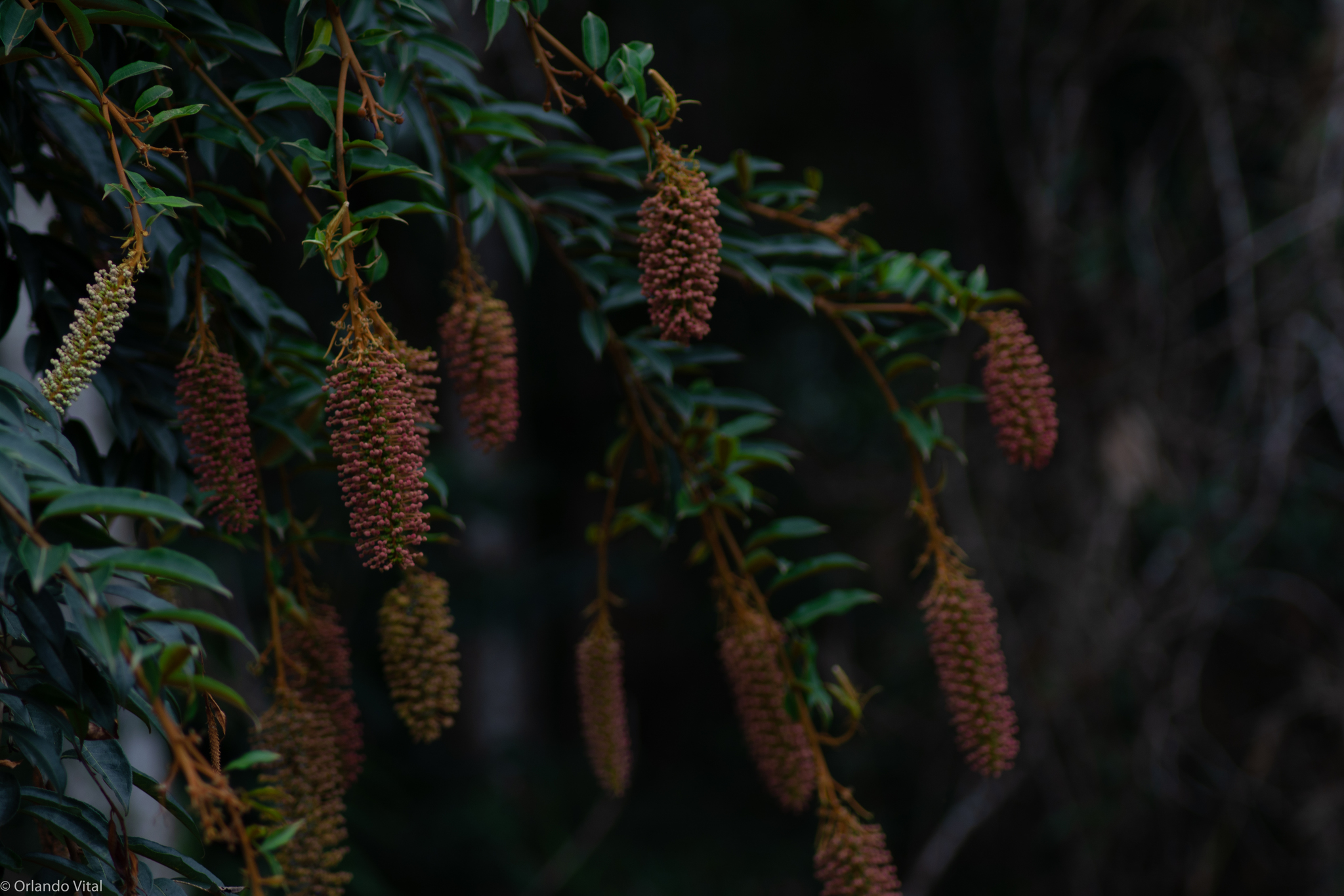 Mabea fistulifera
