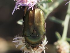 Protaetia cuprea