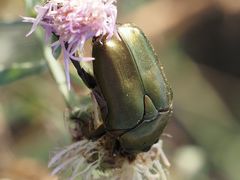 Protaetia cuprea