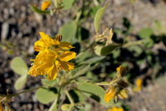 Senna bauhinioides