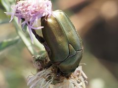 Protaetia cuprea