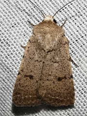 Caradrina aspersa