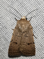 Caradrina aspersa
