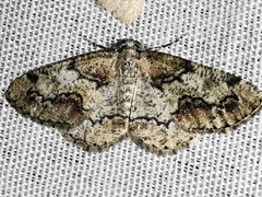 Cleorodes lichenaria