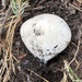 Giant Puffball - Photo (c) pinonbistro, some rights reserved (CC BY-NC), uploaded by pinonbistro