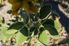 Senna bauhinioides