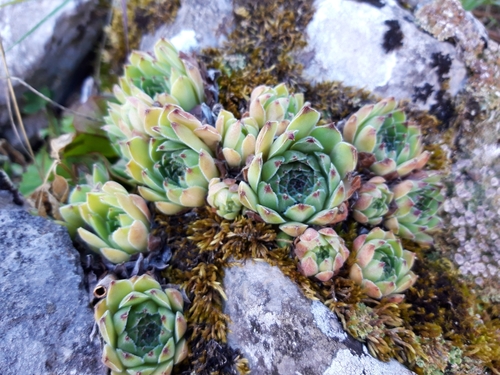 Sempervivum vicentei, photograph 6