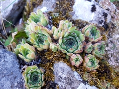 Sempervivum vicentei