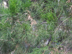 Callitris columellaris