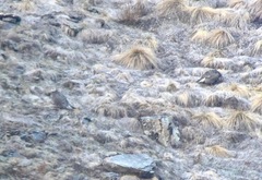 Tetraogallus caucasicus