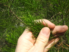 Callitris columellaris