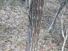 Callitris columellaris