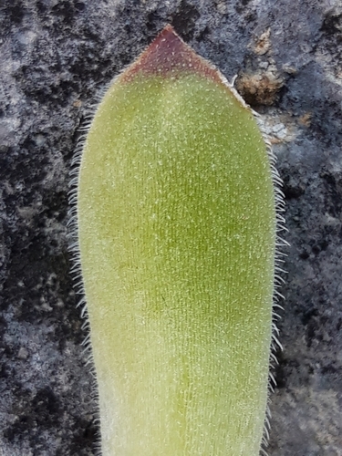 Sempervivum vicentei