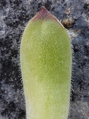 Sempervivum vicentei