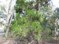 Callitris columellaris