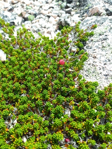 Image of Empetrum eamesii by (c) Mike Zifkin, some rights reserved (CC BY)