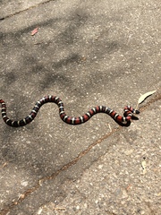 Lampropeltis multifasciata