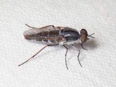 Ozodiceromyia notata