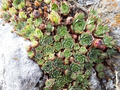 Sempervivum vicentei