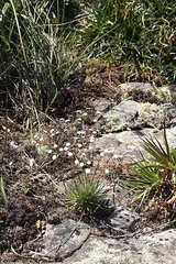 Paepalanthus chiquitensis