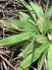 Dichanthelium strigosum strigosum