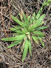 Dichanthelium strigosum strigosum