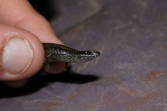 Scincella cherriei