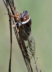 Diceroprocta marevagans