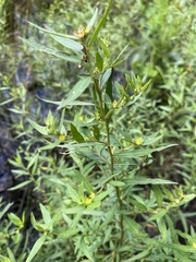 Ludwigia sphaerocarpa