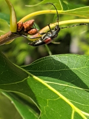 Stictoleptura canadensis
