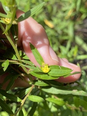 Ludwigia sphaerocarpa