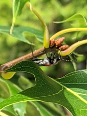 Stictoleptura canadensis