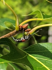 Stictoleptura canadensis