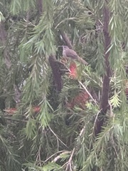 Pycnonotus blanfordi