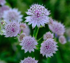 Astrantia major