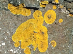 Polycauliona verruculifera